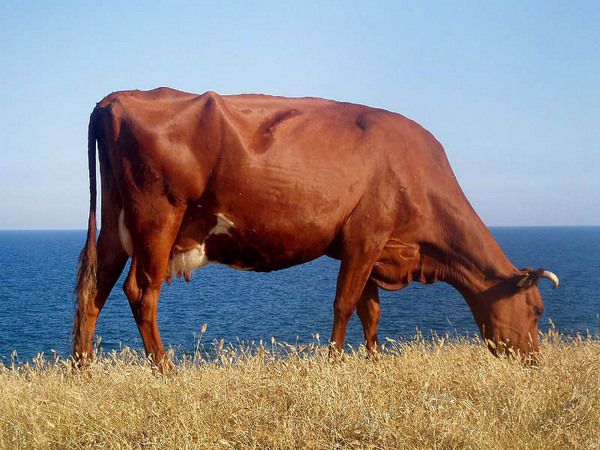 Происхождение и популярность красной степной и других красных пород коров